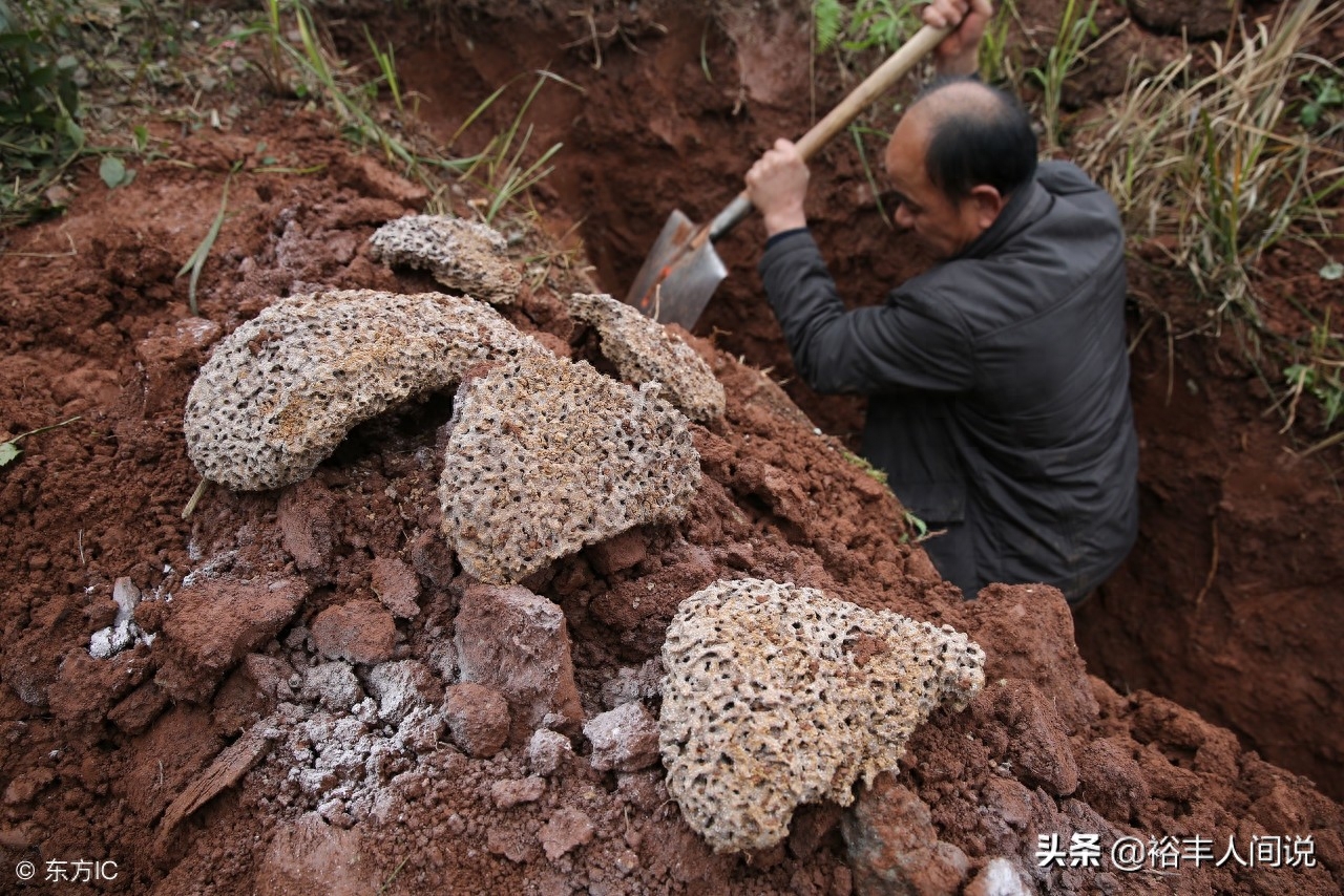 成精了？四川一堤坝挖出78窝白蚁，最大蚁龄30岁，43对蚁王蚁后