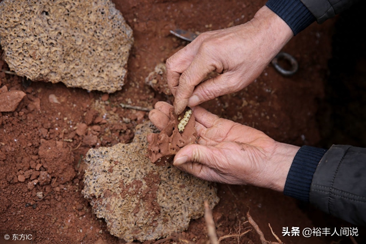 成精了？四川一堤坝挖出78窝白蚁，最大蚁龄30岁，43对蚁王蚁后