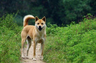 ​中国名犬品种  ，中国本土犬种排行！