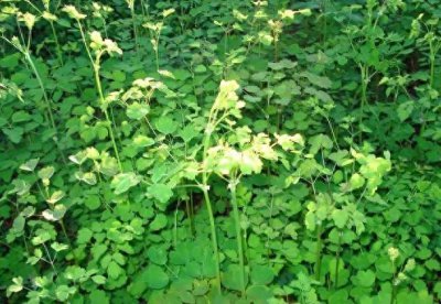 ​夏季有一种山野菜，人称“猫爪子菜”，价值珍贵，营养价值极高