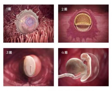 ​胚胎发育 1-40 周胎儿发育高清图，孕育生命的奇妙