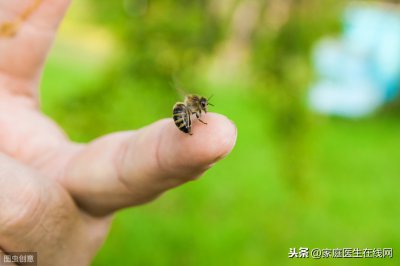 ​蜜蜂蛰了怎么办 被蜜蜂蛰了会有毒吗？之后怎么处理？不用担心，做好这3点就行