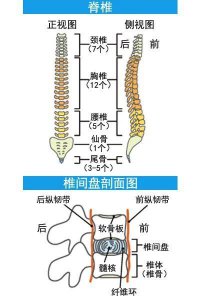 ​腰疼是什么原因引起的疼痛（一文了解腰痛的原因有哪些？）