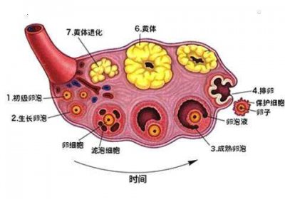 ​卵泡不破 卵泡只长不破，怎么办？