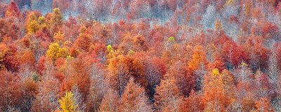 ​霜降了是不是把花从院中搬到屋里呢? 霜降后花能施肥吗