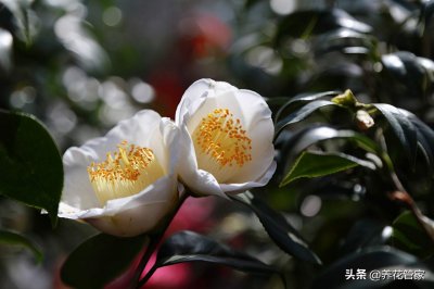 ​山茶花别名的由来 山茶花也叫什么花