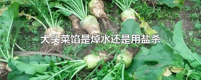 ​大头菜馅是焯水还是用盐杀 大头菜馅是焯水还是用盐杀菌