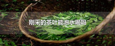 ​茶叶采摘下来可以直接泡茶吗 摘的茶叶可以泡吗