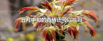 ​五月中旬的香椿还可以吃吗 五月中旬的香椿还可以吃吗视频