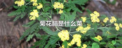 ​菊花脑的作用 菊花脑长啥样