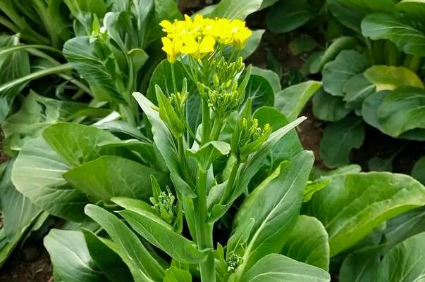 菜苔怎么保存时间更长 菜苔可以冷冻保存吗