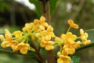 桂花不开花是什么原因？桂花不开花怎么办？