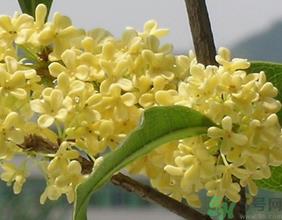 桂花不开花是什么原因？桂花不开花怎么办？