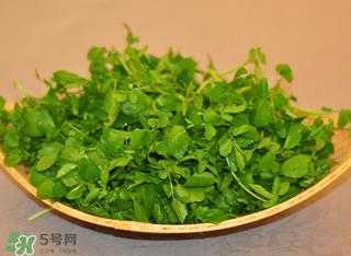 孕妇可以吃豆瓣菜吗?孕妇吃豆瓣菜好吗