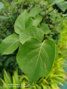 ​盆栽丁香花用什么土，丁香花的其他养护因素