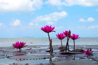 ​睡莲种子怎么发芽，发芽后怎么种植