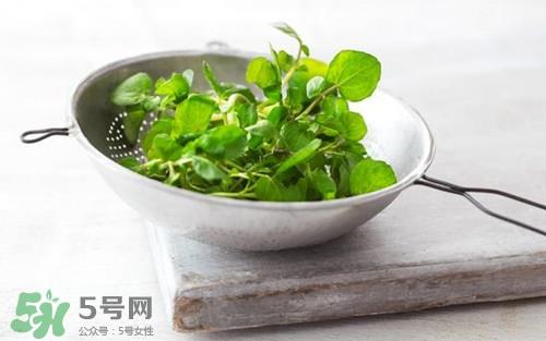 豆瓣菜是西洋菜吗?豆瓣菜和西洋菜有什么区别