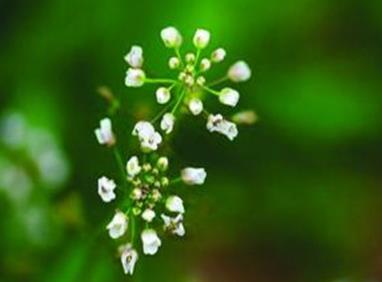 地菜花是什么菜？地菜花是热性还是凉性