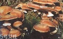 榛蘑是蘑菇吗？榛蘑是什么蘑菇？