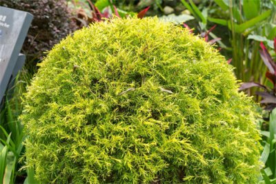 ​地肤草适合室内盆栽吗