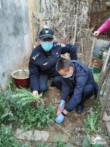 ​好奇罂粟花长啥样，济南一男子偷种四百株罂粟苗被行拘！