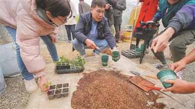 ​“太空种子”返回柳州首次出苗移植