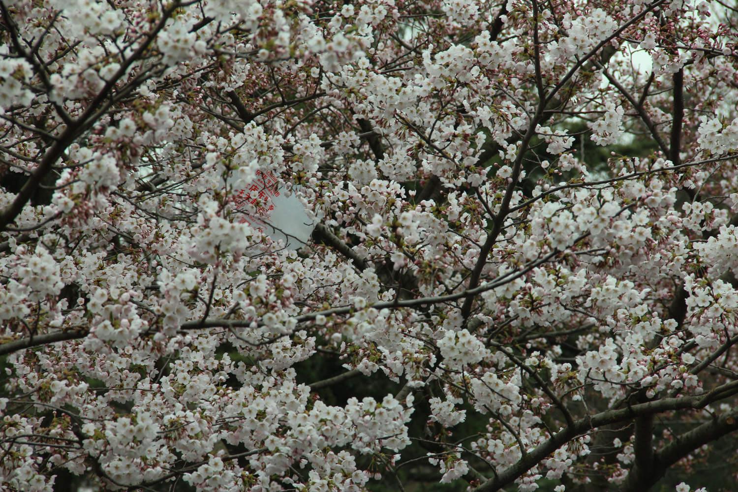 樱花