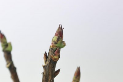 ​牡丹花在南方种植好吗