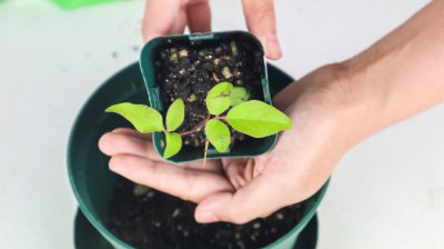 ​铁线莲什么时候开花