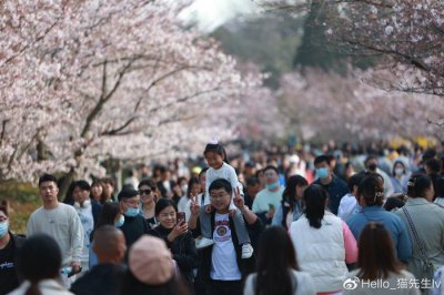 ​青岛中山公园樱花开了，数万游客挤满樱花大道