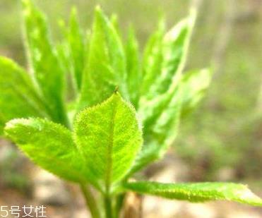 刺五加和枸杞泡水好吗？刺五加能和枸杞泡水吗？