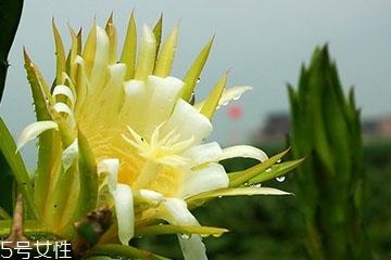 霸王花能和香菇煲汤吗 一起煲汤味道更好