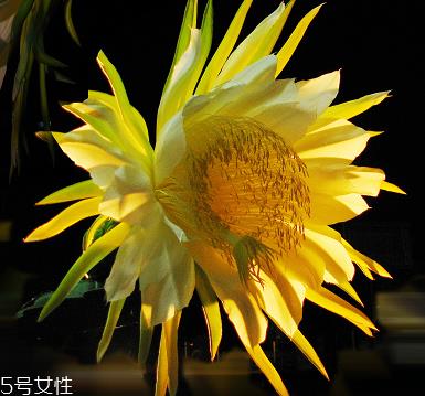 霸王花能和香菇煲汤吗 一起煲汤味道更好