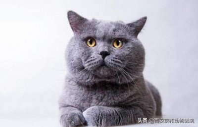 ​猫咪一直不吃饭？猫食欲不振的这10个真相你得了解