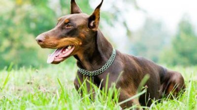 ​大型犬有多少种品种大型犬有几种