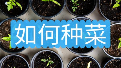 ​如何种菜？7个步骤，从播种到日常管理，一学就会