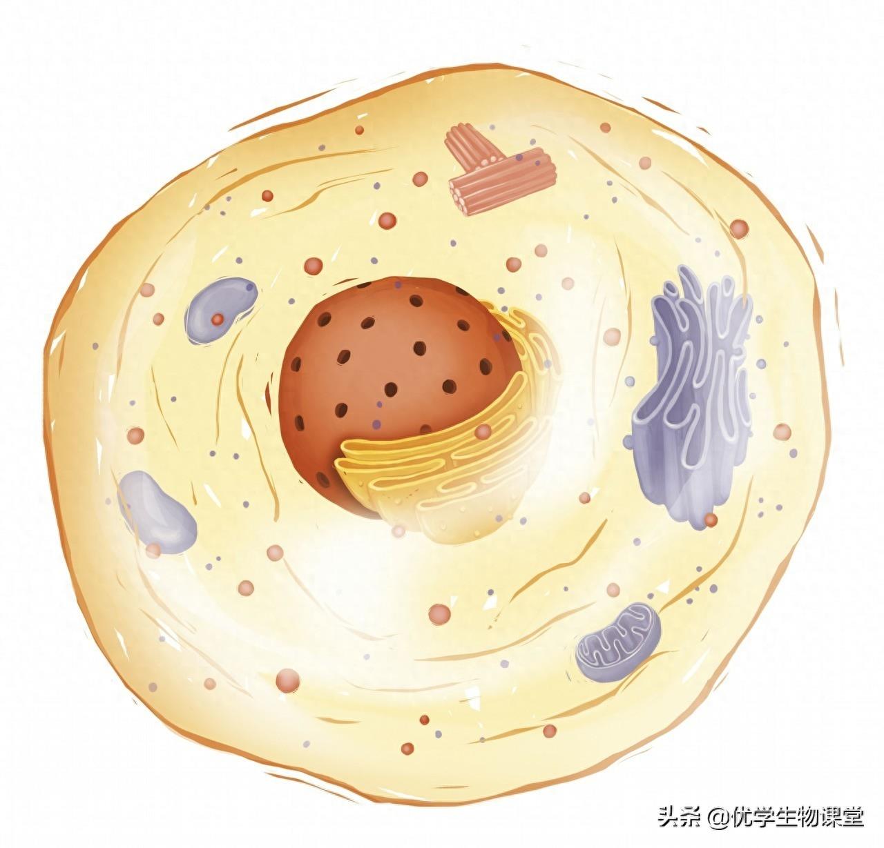 欣赏多个动物细胞结构美图，了解细胞功能，学习细胞器作用