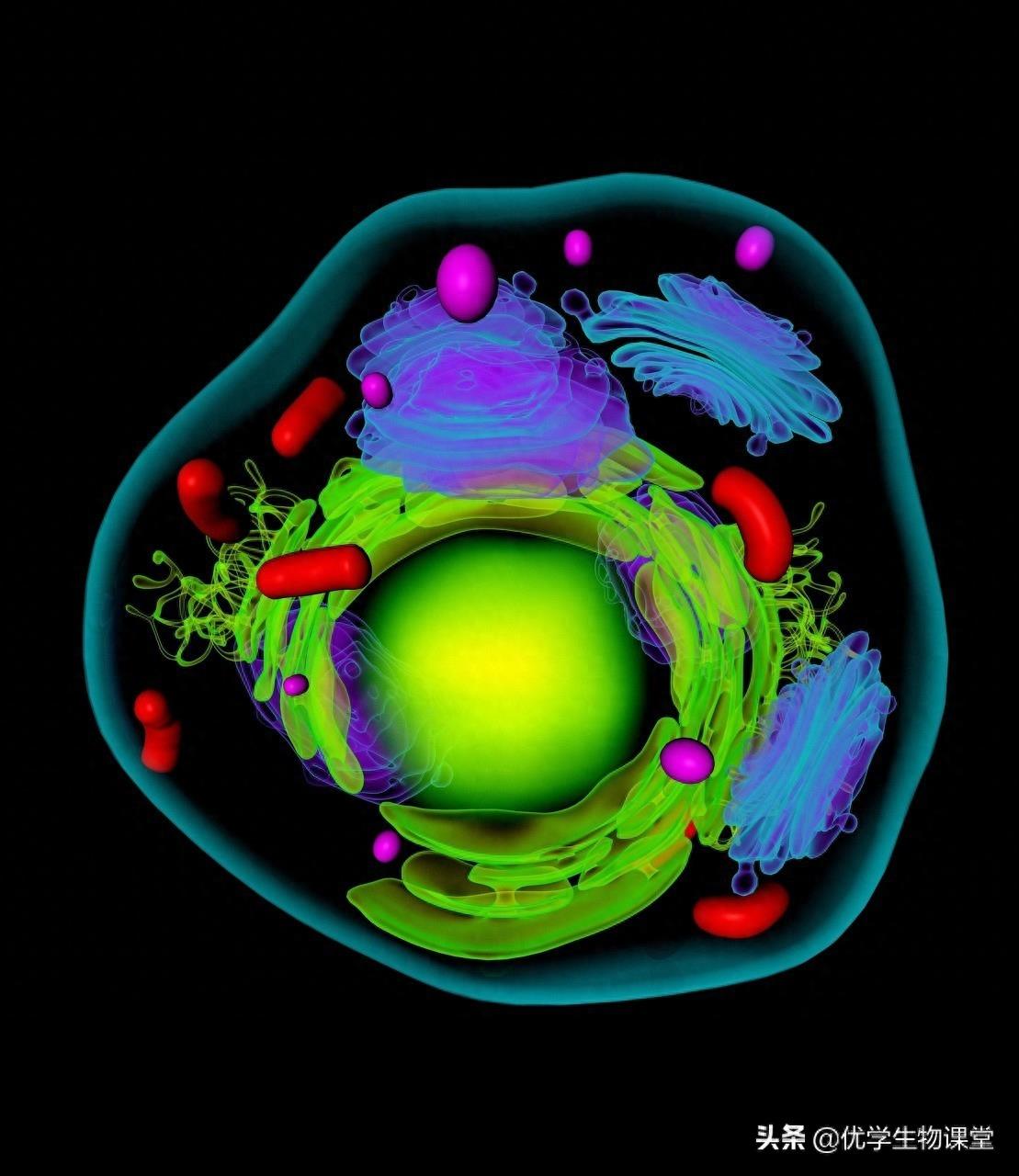 欣赏多个动物细胞结构美图，了解细胞功能，学习细胞器作用