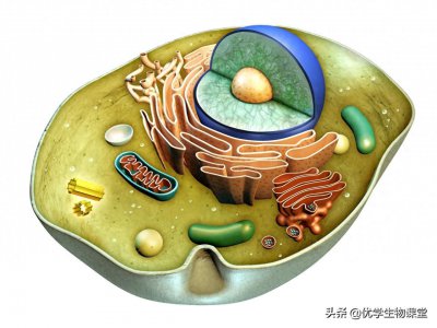 ​欣赏多个动物细胞结构美图，了解细胞功能，学习细胞器作用