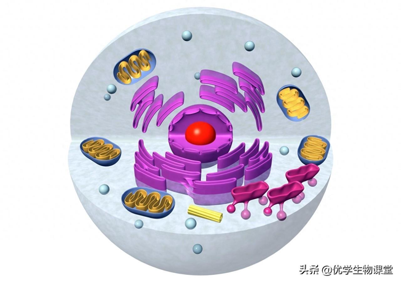 欣赏多个动物细胞结构美图，了解细胞功能，学习细胞器作用
