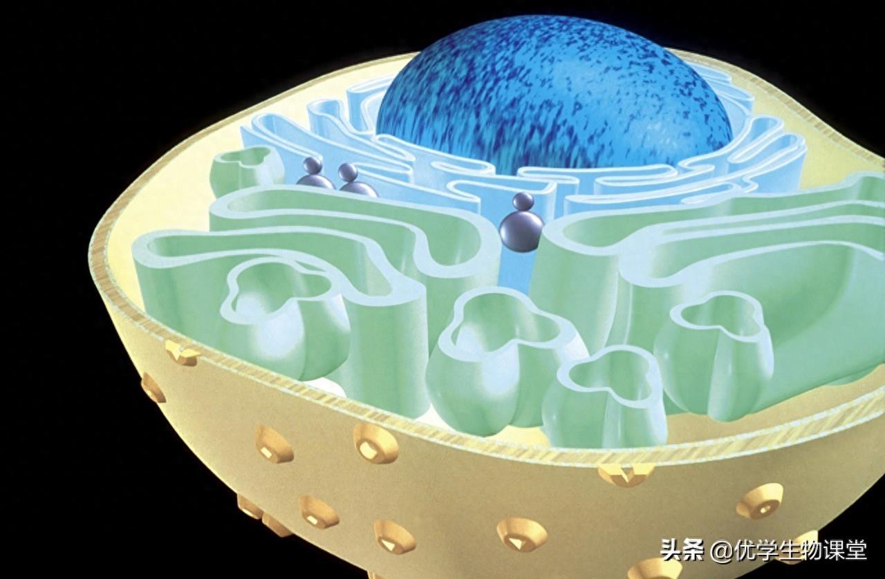 欣赏多个动物细胞结构美图，了解细胞功能，学习细胞器作用