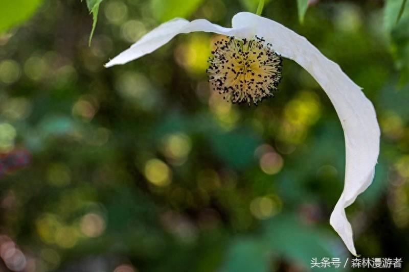 这个树叫鸽子树，开的花像鸽子，果实是抗血栓神器