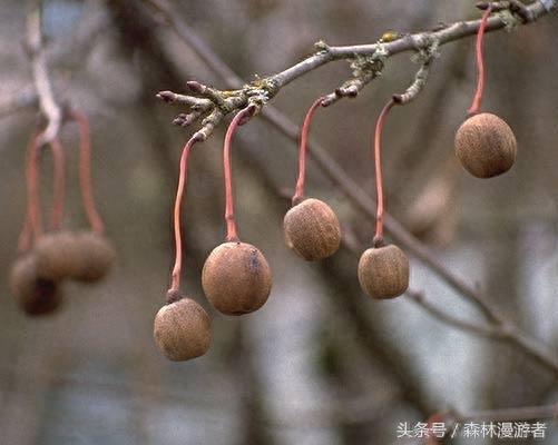 这个树叫鸽子树，开的花像鸽子，果实是抗血栓神器