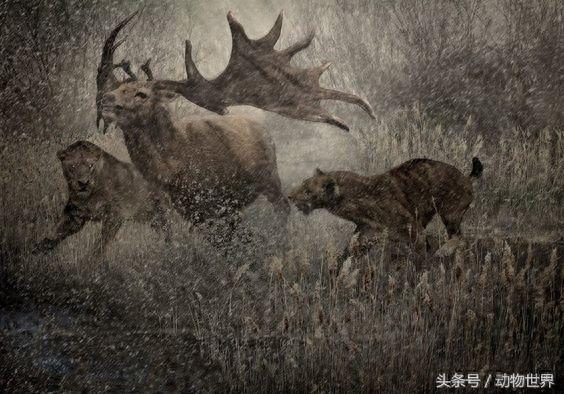 远古生物-大角鹿