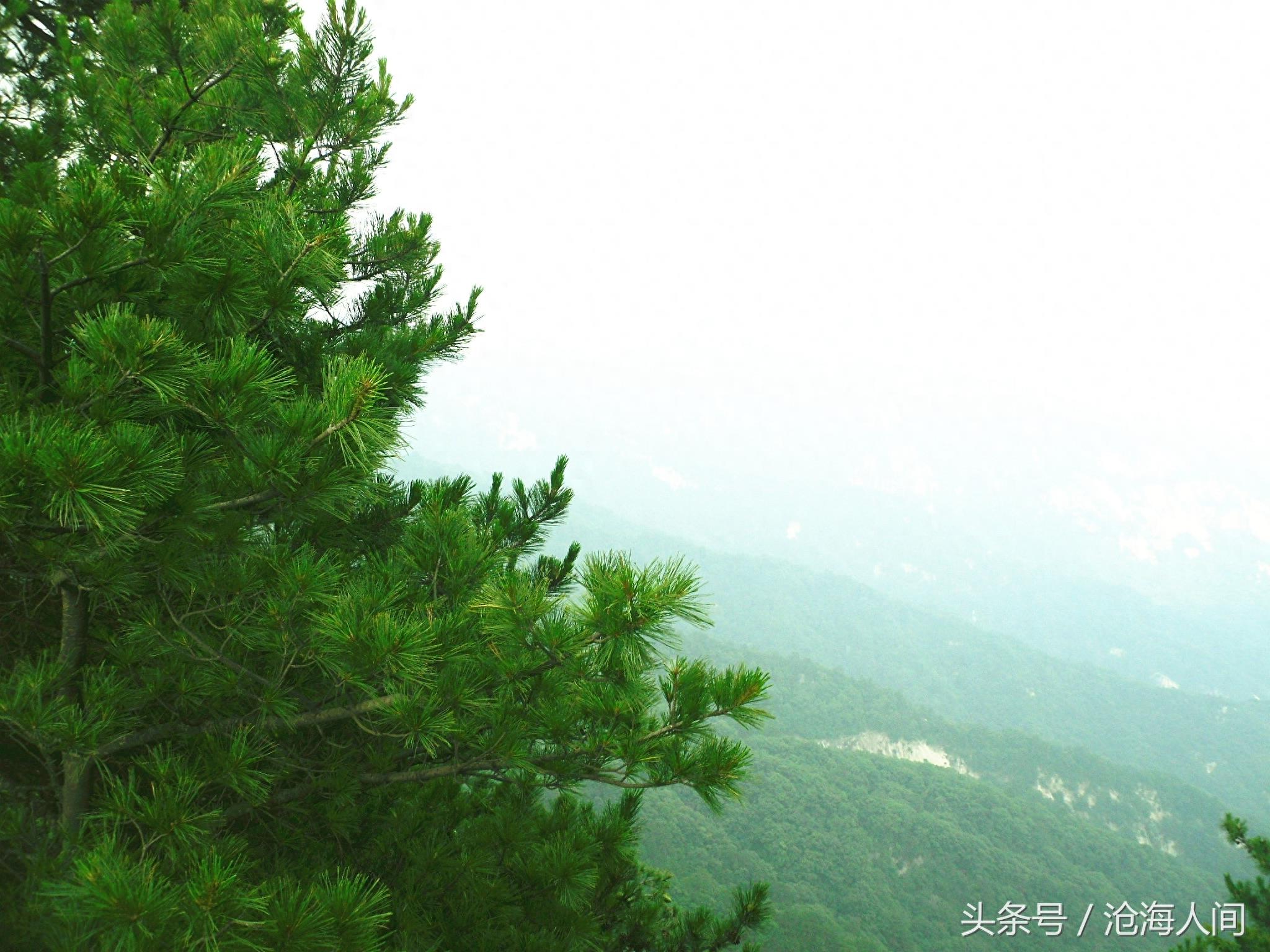 南阳内乡宝天曼风景区