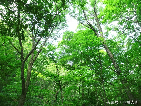 南阳内乡宝天曼风景区