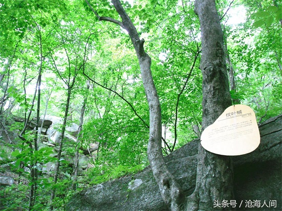 南阳内乡宝天曼风景区