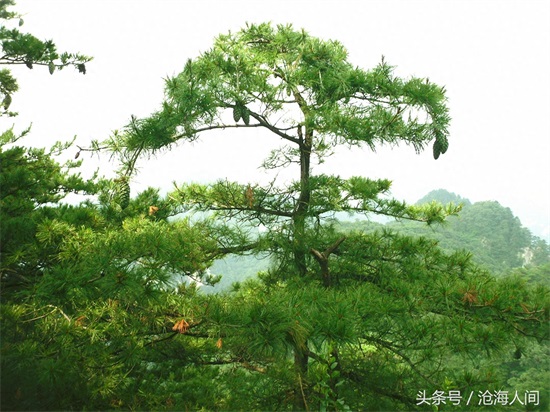 南阳内乡宝天曼风景区