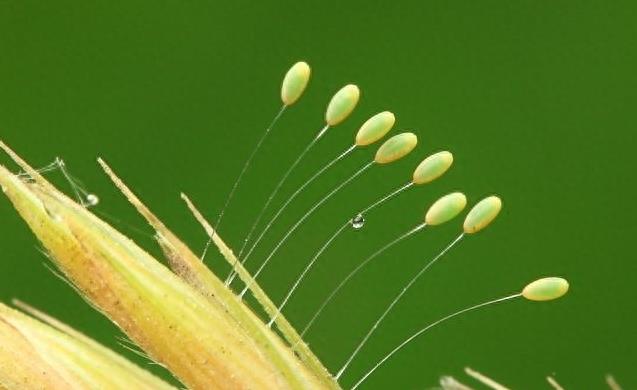 昆虫界的仙子——草蛉虫，特别是草蛉的卵简直仙的不可方物！